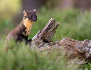 Scotland's Mammals & Highlights of the Highlands