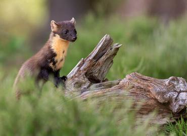 Scotland's Mammals & Highlights of the Highlands