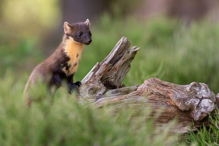 Pine Marten