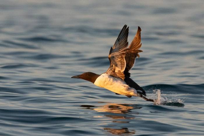 Common Guillemot (Sara Frost).jpg