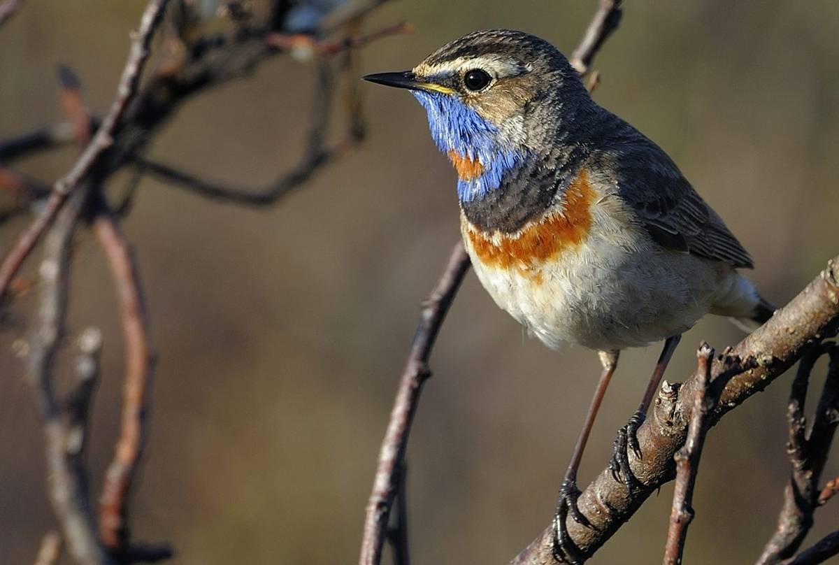 Bluethroat (Stefan Oscarsson).jpg