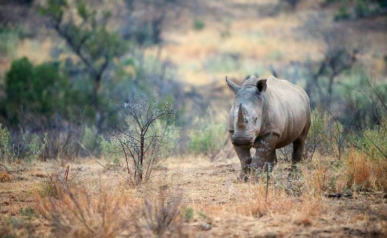 South Africa – Drakensberg & Zululand – Wildlife – White Rhino - AdobeStock_86562778.jpeg