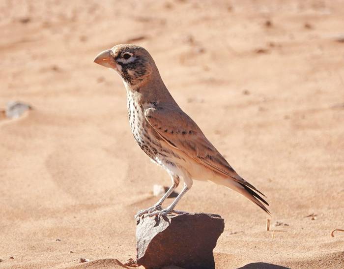 Thick-billed Lark © Martin Pitt, December 2025 tour