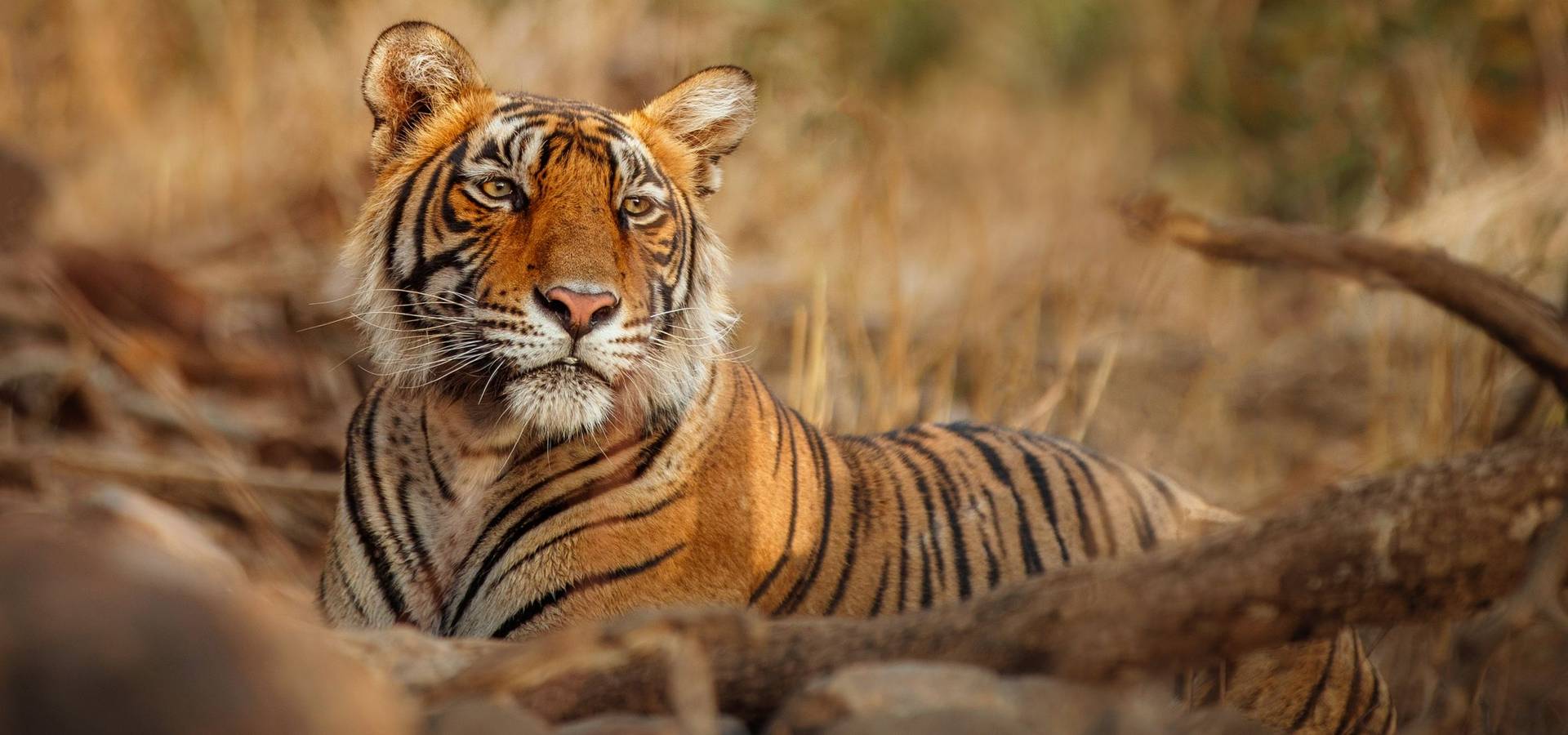 India’s Tiger Numbers Double