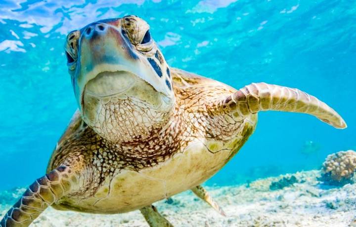 Cairns Great Barrier Reef Itinerary Desktop Cairns Great Barrier Reef Itinerary Desktop