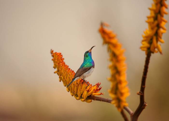 White-bellied Sunbird