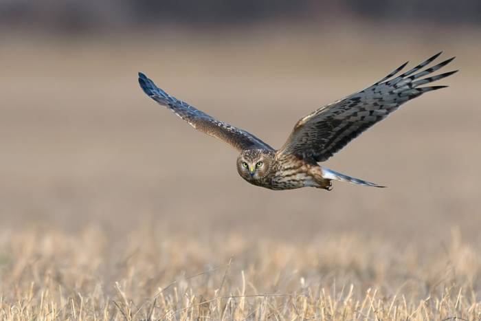 Hen Harrier, Scotland shutterstock_1750805924.jpg Hen Harrier, Scotland shutterstock_1750805924.jpg