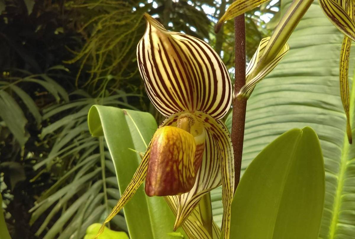 Paphiopedilum rothschildianum