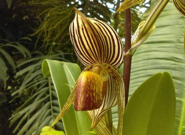 Borneo's Tropical Botany