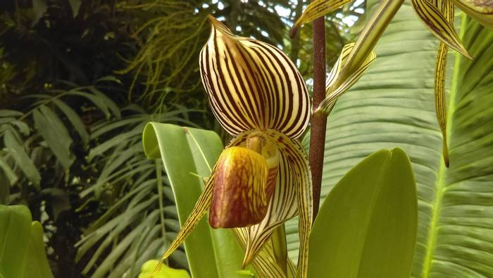 Paphiopedilum rothschildianum