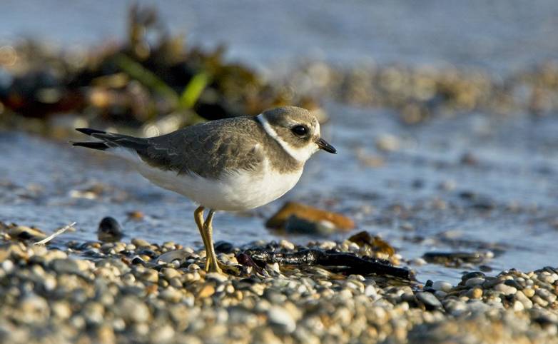 Common Ringed Plover, (Charadrius hiaticula), juvenile on the beach, Cornwall, England, UK.