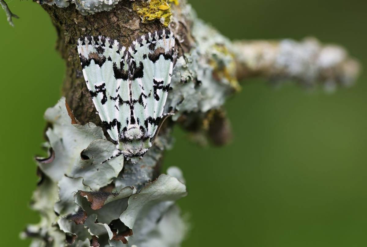 Scarce Merveille Du Jour, Josh Phangurha