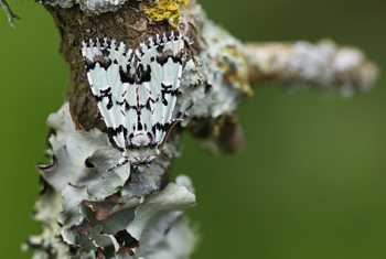 Scarce Merveille Du Jour, Josh Phangurha