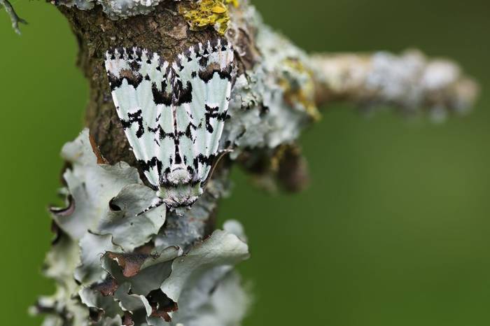 Scarce Merveille Du Jour, Josh Phangurha