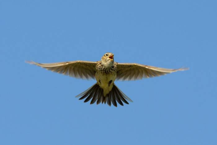 Eurasian Skylark shutterstock_198215204.jpg