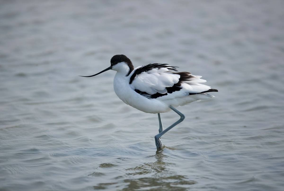 Avocet shutterstock_1415736350.jpg
