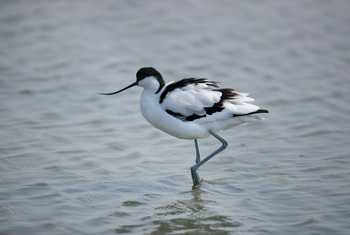 Avocet shutterstock_1415736350.jpg