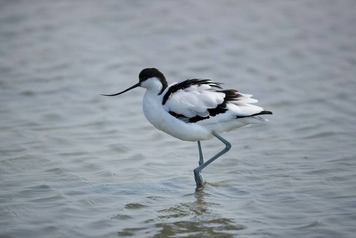 Avocet shutterstock_1415736350.jpg