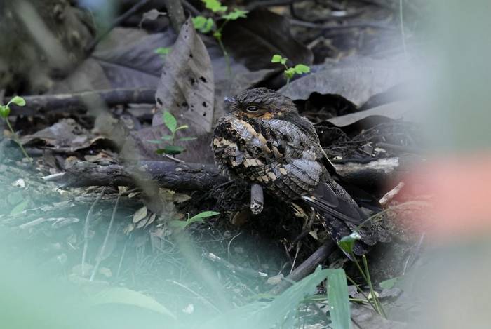 Philippine Nightjar (Luzon)