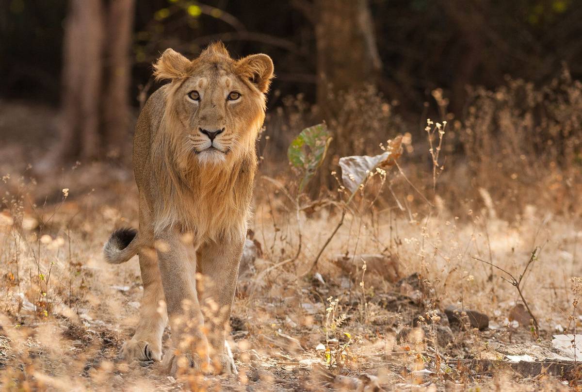 Asiatic-Lion,-India-shutterstock_1188370081.jpg