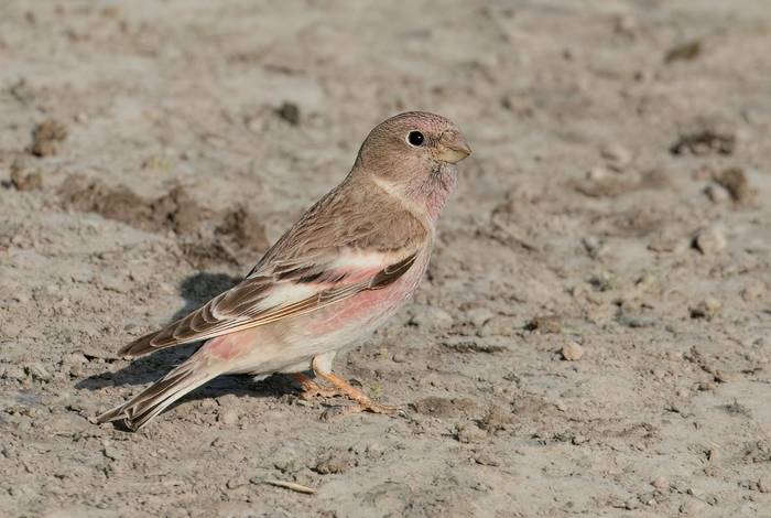 Mongolian Finch © Chris Griffin, May 2025