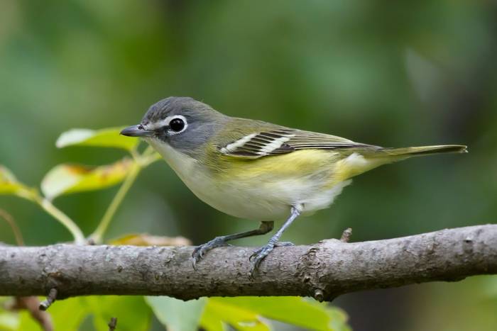 Blue-headed Vireo, Ohio shutterstock_1222670740.jpg