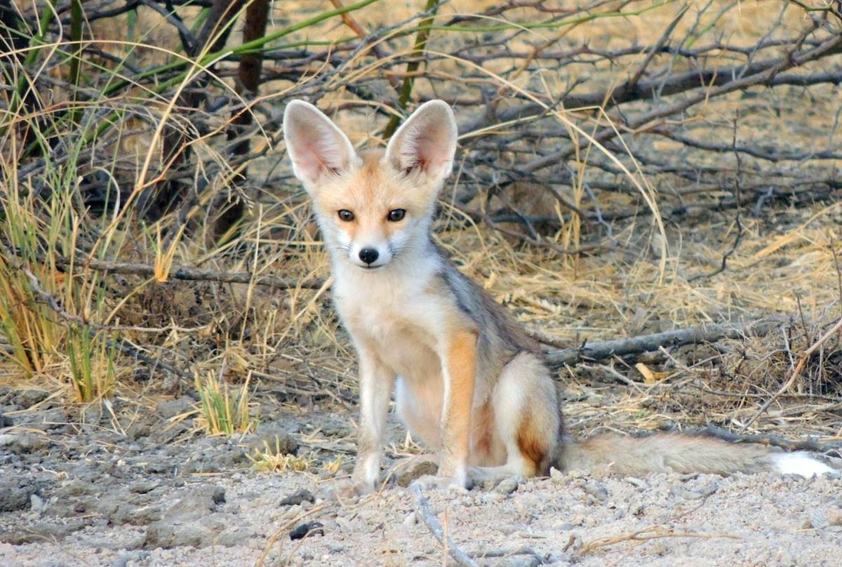 Desert Fox (Wendy Schmitt)