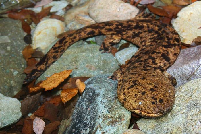Japanese Giant Salamander (Andrias japonicus) © Laura and Bobby Bok