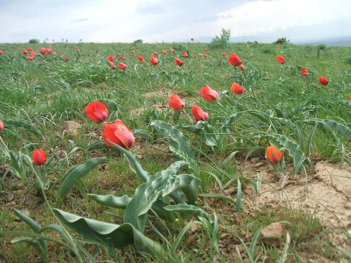 Tulipa gregeii © John Shipton