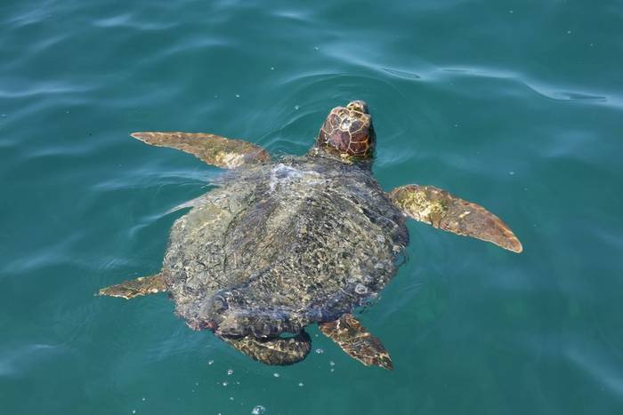 Loggerhead Sea Turtle (Caretta caretta) © participant Simon Bunker, April 2025 tour