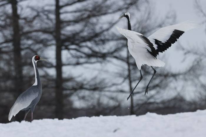 Red-crowned and White-naped Cranes by Barrie Cooper