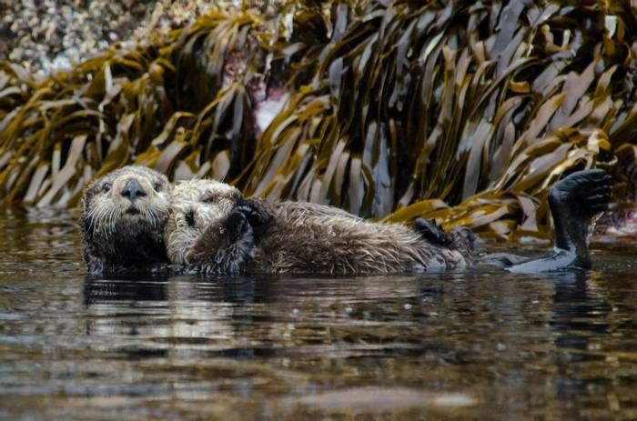 Sea Otters (Tim Melling).jpg