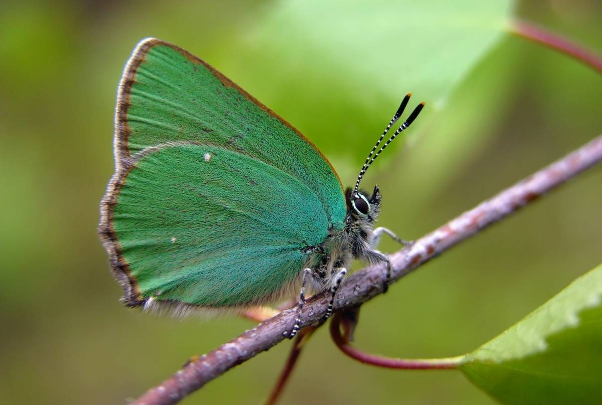 Green Hairstreak shutterstock_43799881.jpg