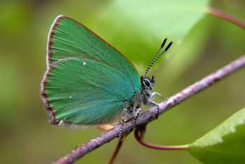 Green Hairstreak shutterstock_43799881.jpg
