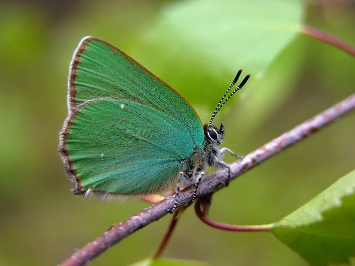 Green Hairstreak shutterstock_43799881.jpg