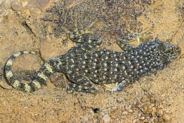 Namib Day Gecko (Rhoptropus afer)