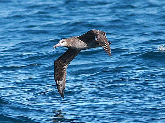 Black-footed Albatross (Peter Dunn)