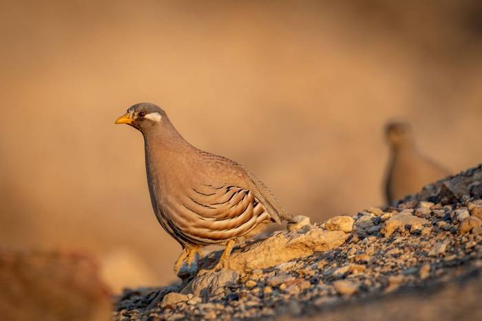 Sand Partridge