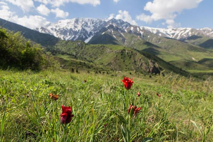 Tulips. Kazakhstan shutterstock_1686243583.jpg