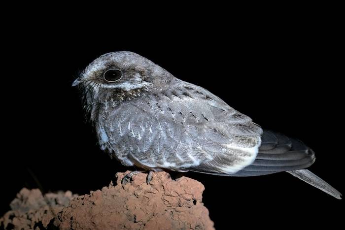 White-winged Nightjar, Paraguay shutterstock_2171777963.jpg