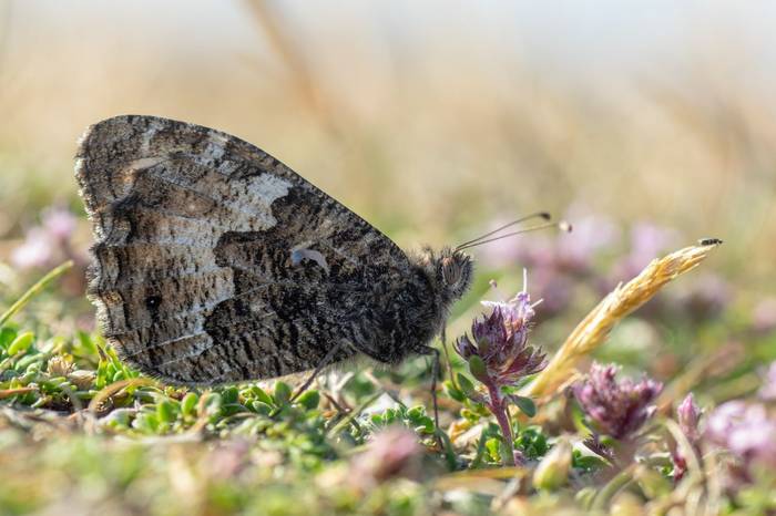 Grayling shutterstock_1134439565.jpg