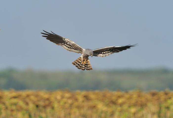 Montagu's Harrier