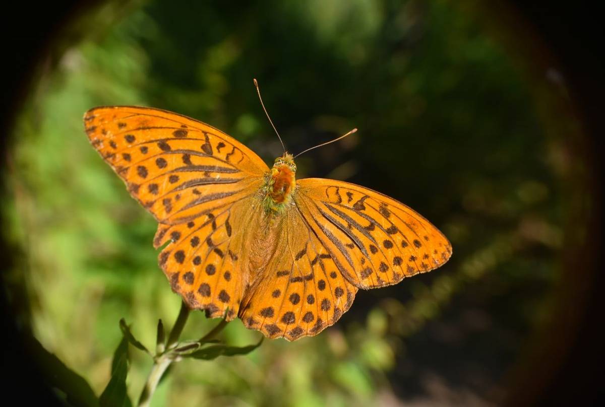 Silver-washed Fritillary shutterstock_2097492331.jpg