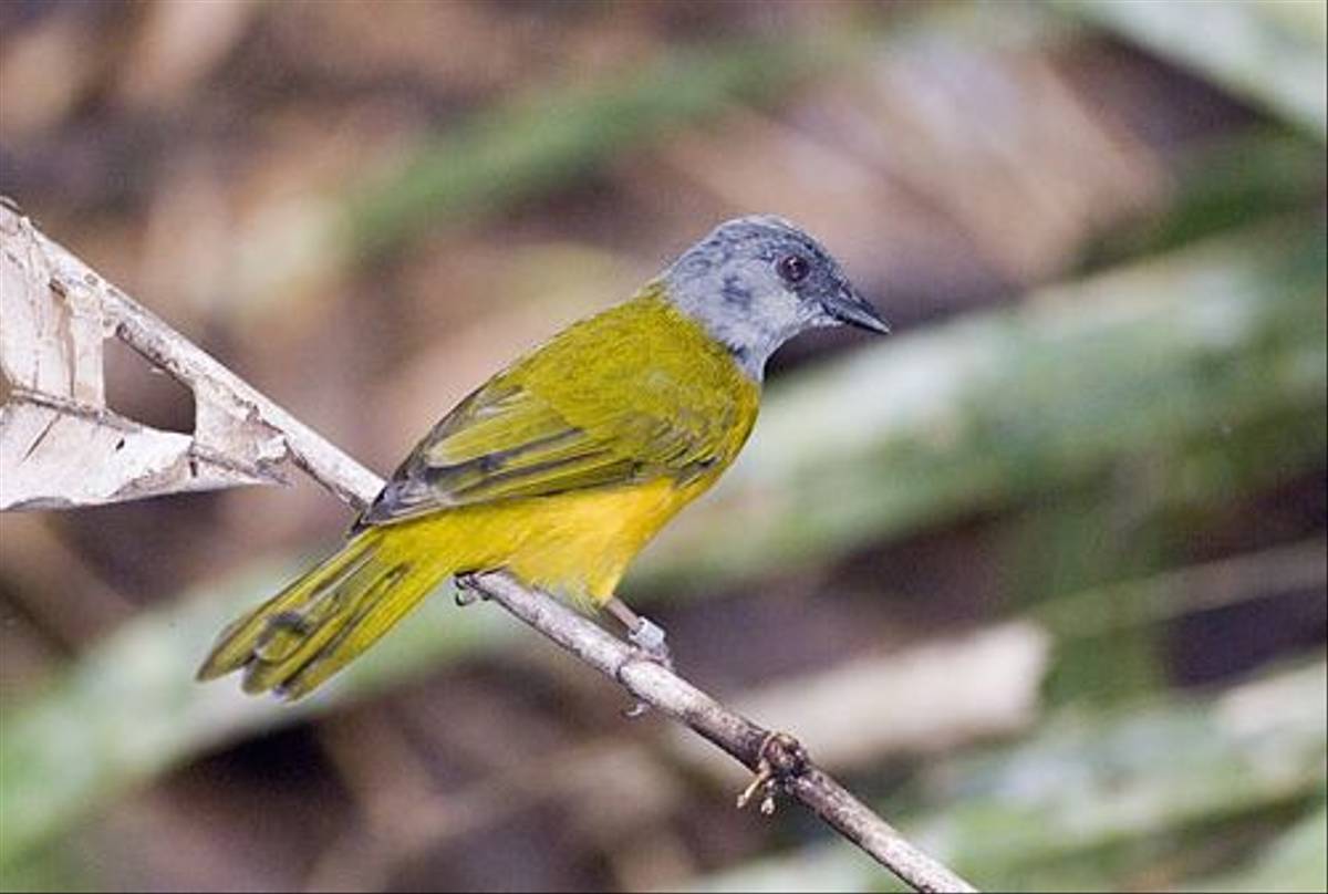 Grey-headed Tanager (David Tipling)