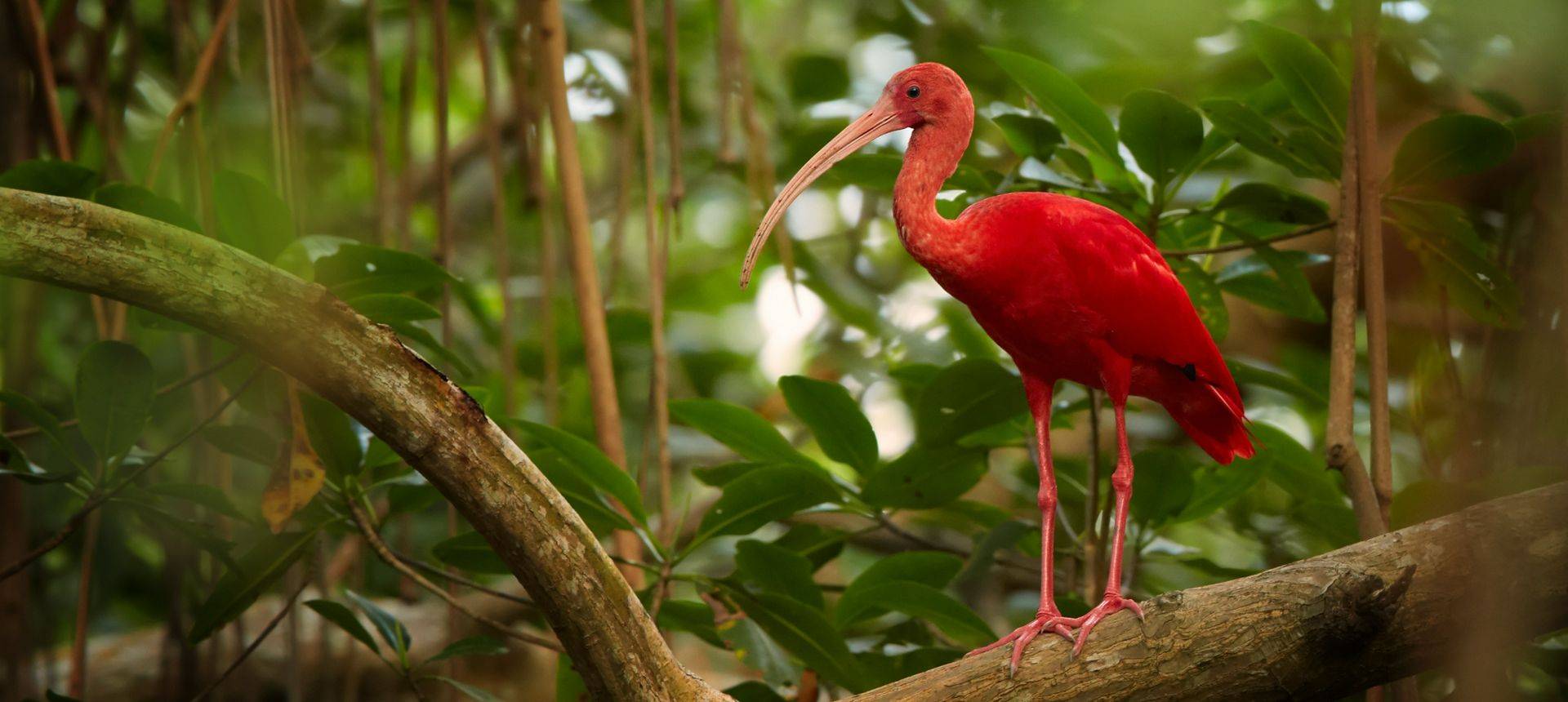 Scarlet Ibis, Trinidad And Tobago Shutterstock 348348506