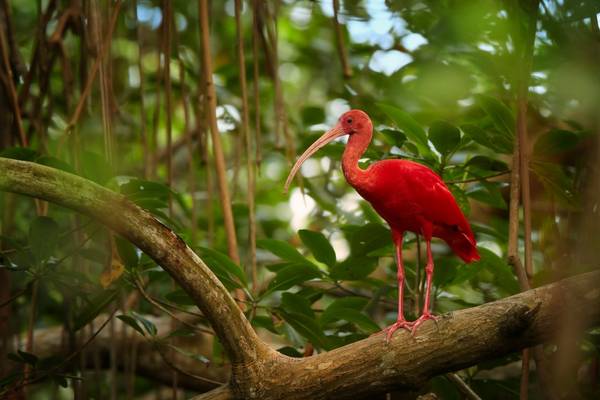 Scarlet Ibis, Trinidad And Tobago Shutterstock 348348506