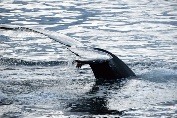 Humpback by Mario Acquarone
