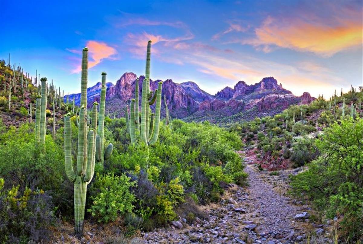 Saguaros, Arizona Shutterstock 547265224