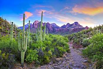 Saguaros, Arizona Shutterstock 547265224