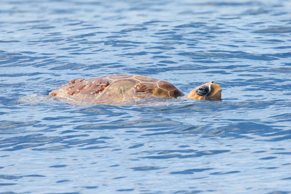 News in Brief: Azores, Norway, Sri Lanka & the UK